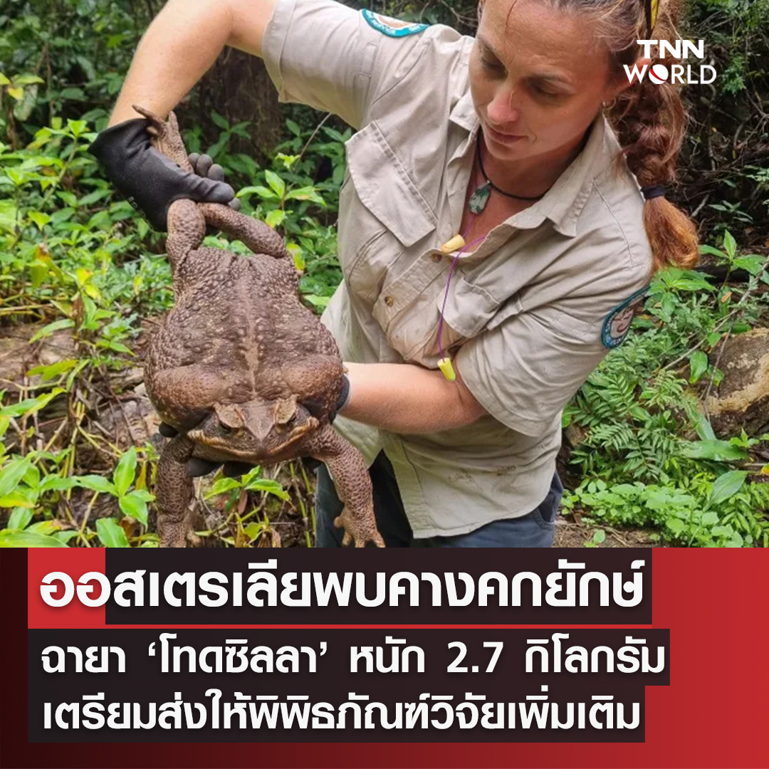 พบคางคกยักษ์ หนัก 2.7 กิโลกรัม จนได้ฉายา ‘โทดซิลลา’ พบคางคกยักษ์ หนัก 2.7 กิโลกรัม จนได้ฉายา ‘โทดซิลลา’