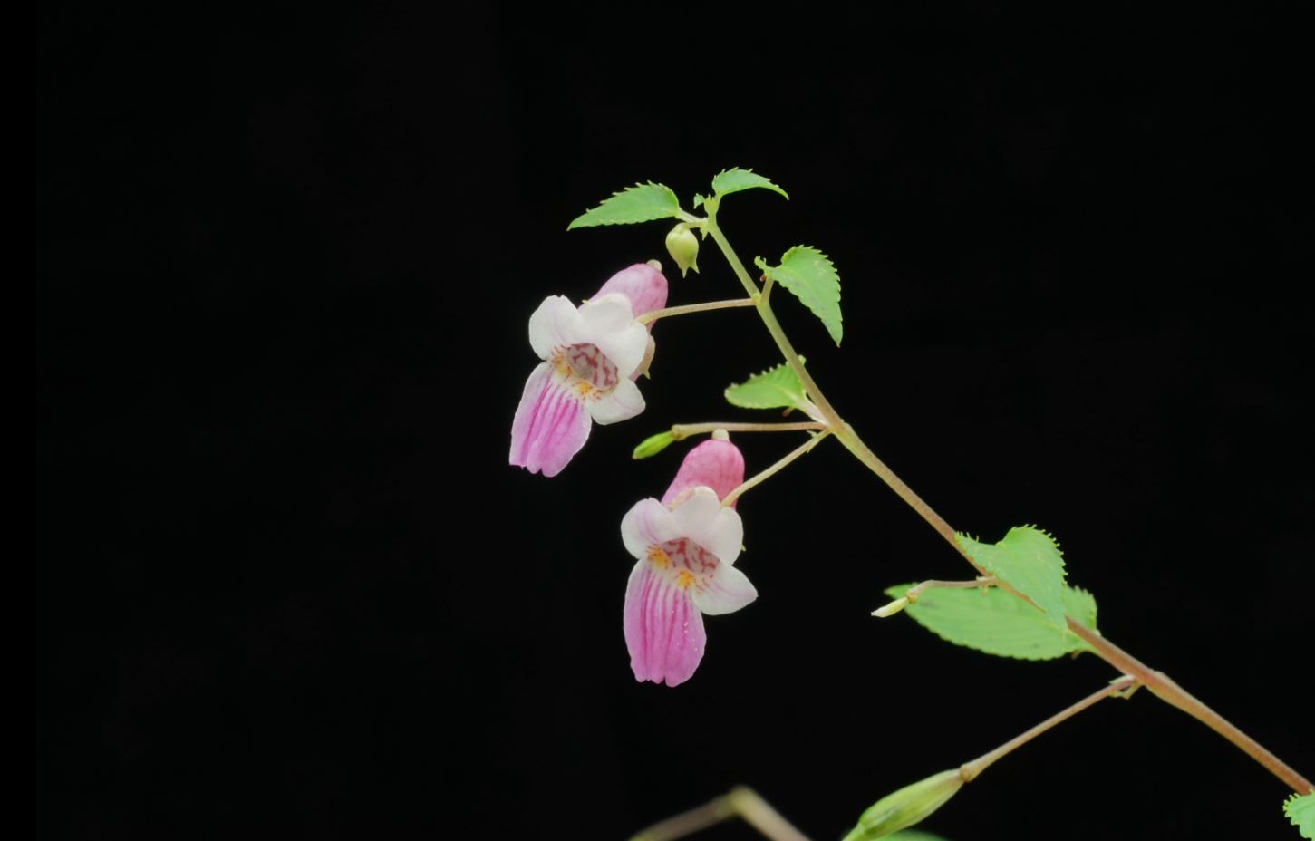 นักพฤษศาสตร์ไทย ค้นพบพืชสกุลเทียนกว่า 20 ชนิด และ 1 สายพันธุ์ใหม่ล่าสุดของโลก