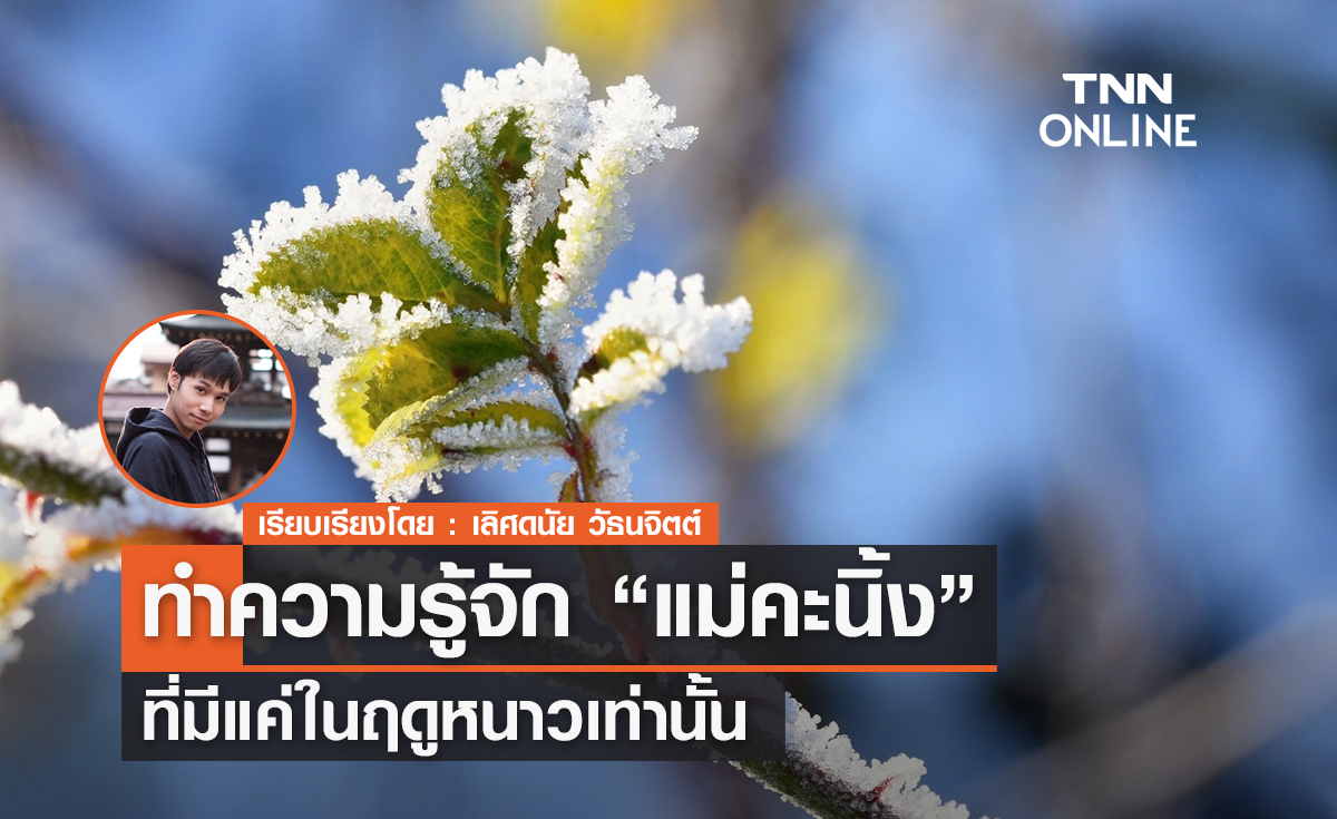 ทำความรู้จัก "แม่คะนิ้ง" ที่มีแค่ในฤดูหนาวเท่านั้น