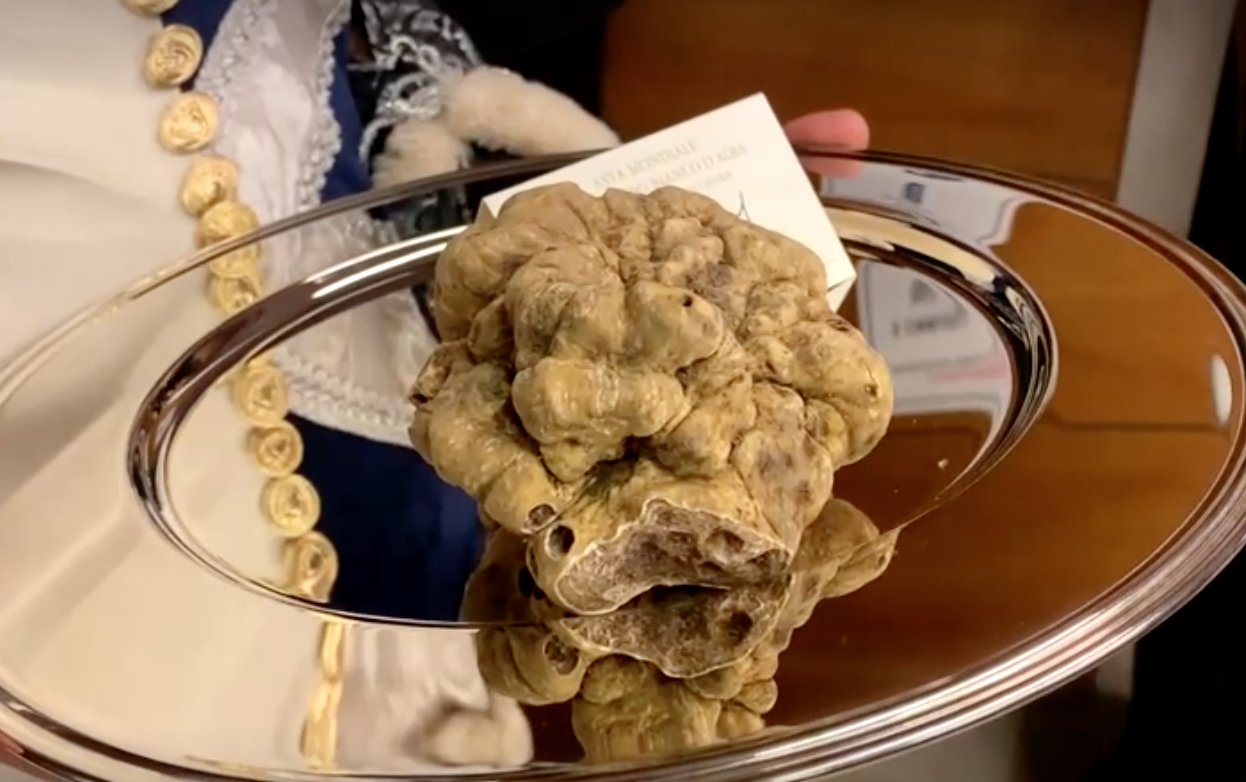 แพงกว่าทอง! เผยโฉม ‘เห็ดไวท์ ทรัฟเฟิล’ ราคามหาศาลเกือบ 4 ล้านบาท