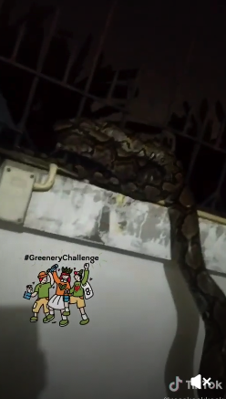 ไม่รู้จะช่วยใครก่อน! สุนัขไล่งับงูเหลือมดึงเล่นเหมือนเชือก ไม่รู้จะช่วยใครก่อน! สุนัขไล่งับงูเหลือมดึงเล่นเหมือนเชือก