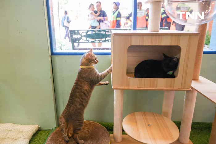 กทม.ชวนหาบ้านให้น้องแมว พบป่ะคนรักสัตว์ในงาน BKK EXPO 2024 กทม.ชวนหาบ้านให้น้องแมว พบป่ะคนรักสัตว์ในงาน BKK EXPO 2024