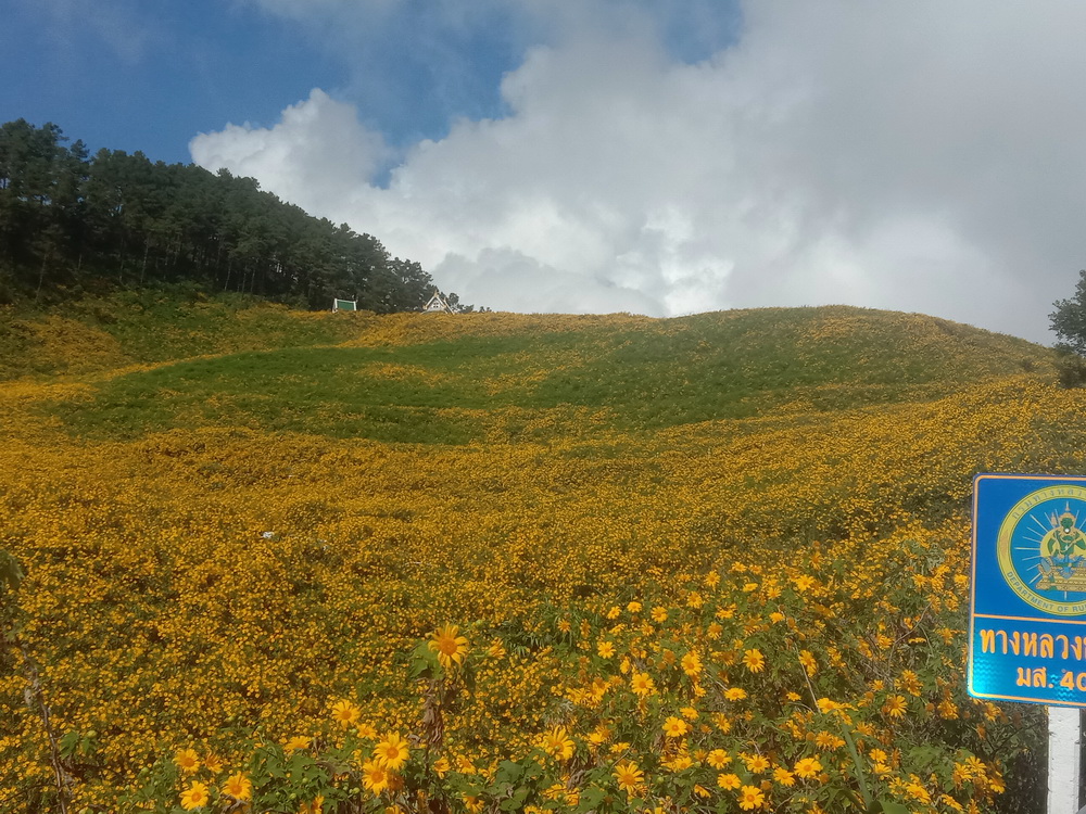 ที่เที่ยวแม่ฮ่องสอน นทท.แห่ชมทุ่งบัวตองเบ่งบานเหลืองอร่ามทั่วขุนเขา ที่เที่ยวแม่ฮ่องสอน นทท.แห่ชมทุ่งบัวตองเบ่งบานเหลืองอร่ามทั่วขุนเขา
