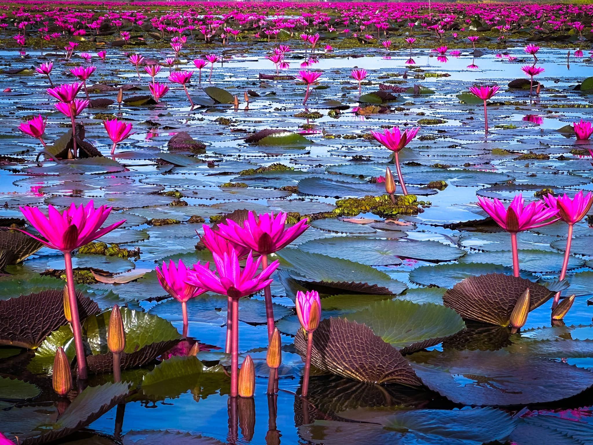 ฤดูหนาว “ทะเลบัวแดง” อุดรธานี บานสะพรั่งทั่วบึงบนพื้นที่กว่าหมื่นไร่ ฤดูหนาว “ทะเลบัวแดง” อุดรธานี บานสะพรั่งทั่วบึงบนพื้นที่กว่าหมื่นไร่