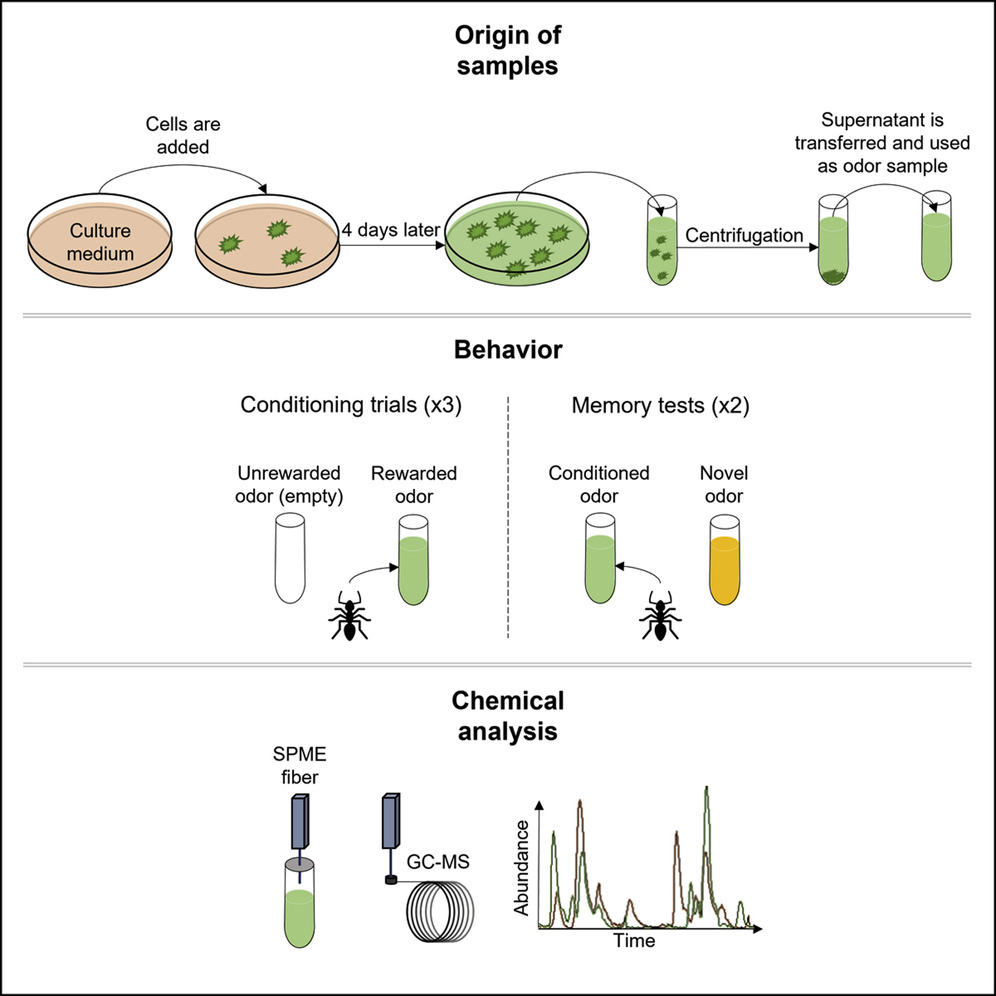 มดดมกลิ่น มะเร็ง ฝึกง่าย ตรวจหาแม่นยำไม่แพ้สุนัข