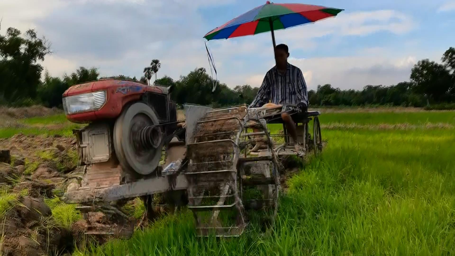 ความหวังชาวนา! เร่งเตรียมแปลง หว่านข้าว ปักดำวันพืชมงคล
