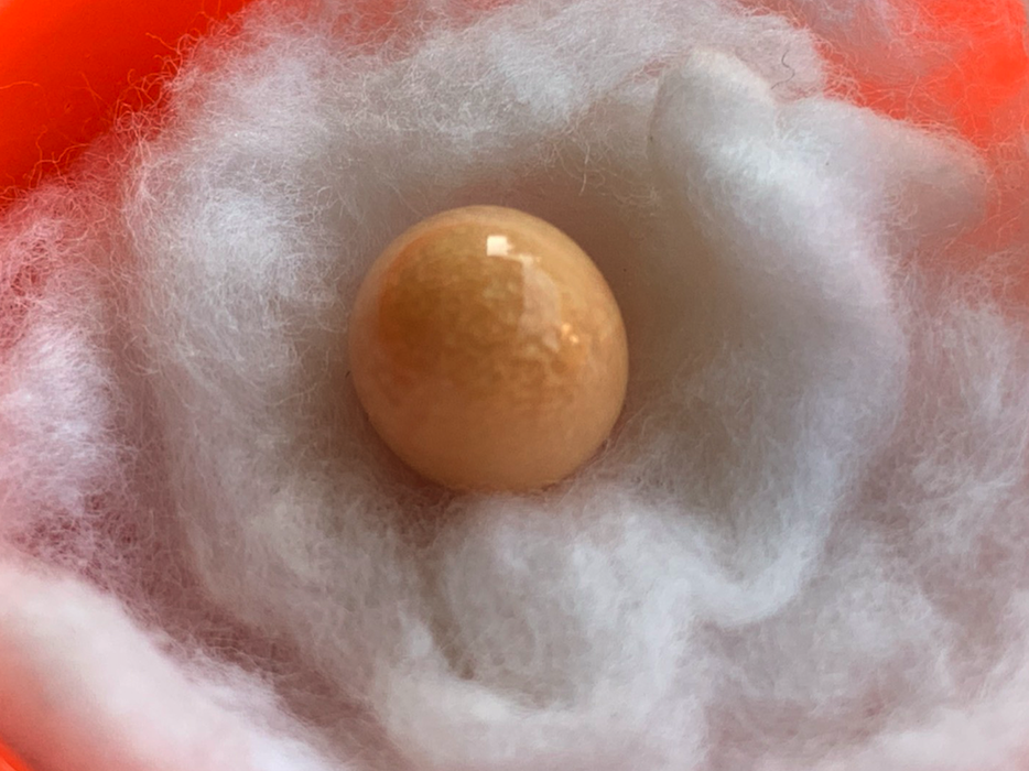 มุกเมโล โผล่อีกเม็ดที่เมืองตรัง เจ้าของรอพิสูจน์ก่อนขาย มุกเมโล โผล่อีกเม็ดที่เมืองตรัง เจ้าของรอพิสูจน์ก่อนขาย