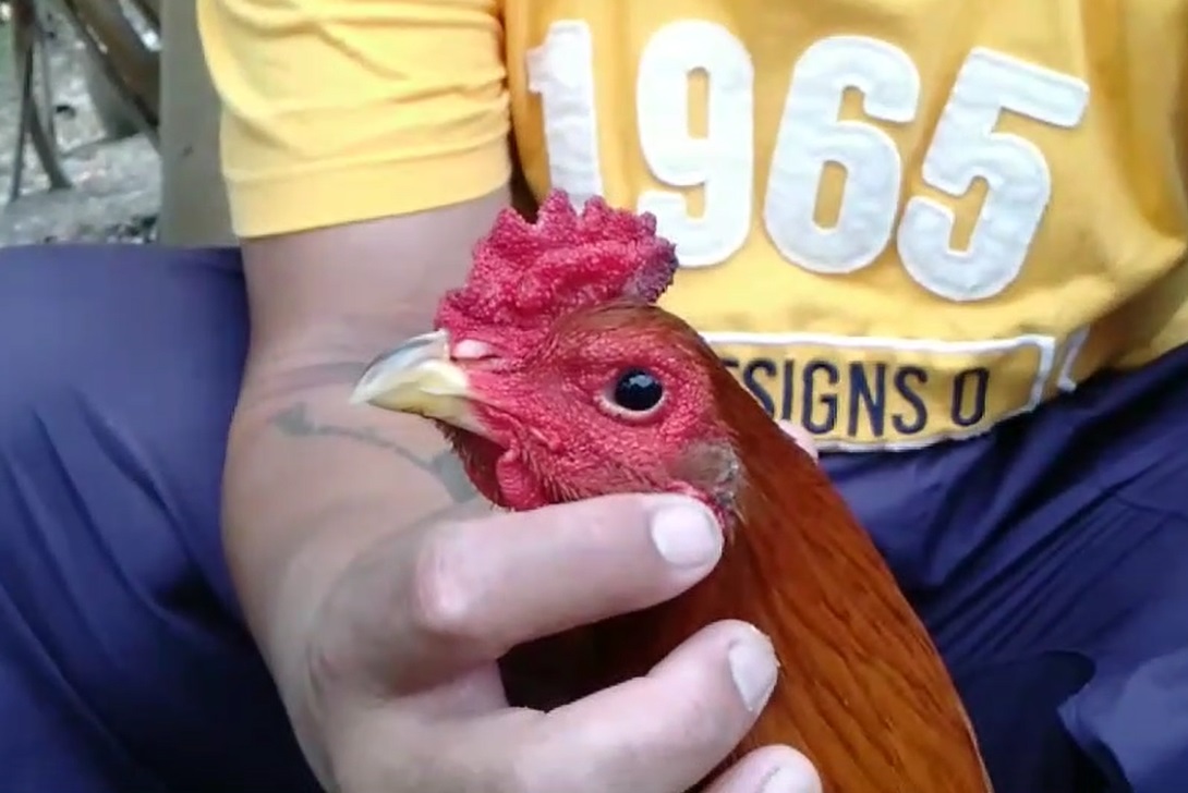 ฮือฮา! ไก่ชนตาเพชร เจ้าของไม่ขายแม้จะมีคนให้ราคาครึ่งแสน ฮือฮา! ไก่ชนตาเพชร เจ้าของไม่ขายแม้จะมีคนให้ราคาครึ่งแสน