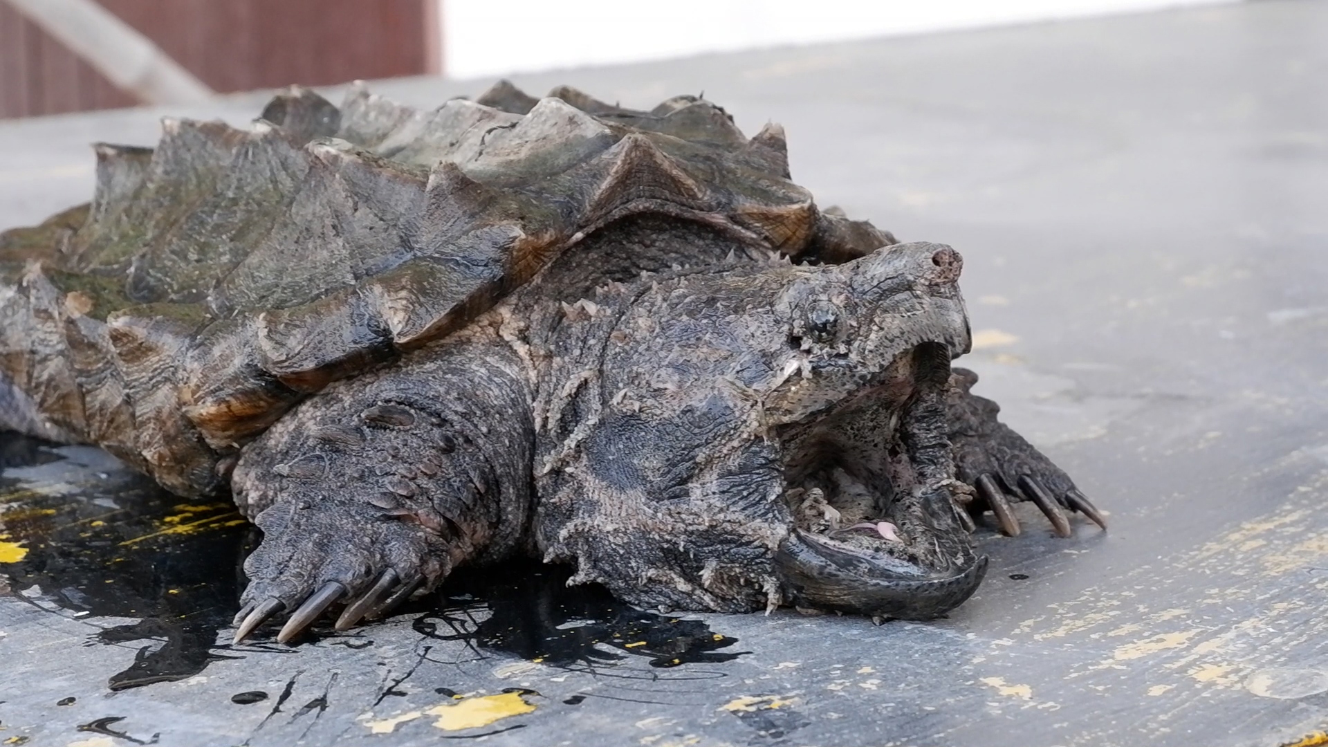 พบอีก! เต่าอัลลิเกเตอร์ โผล่แม่น้ำปราณบุรีเป็นตัวที่ 2 พบอีก! เต่าอัลลิเกเตอร์ โผล่แม่น้ำปราณบุรีเป็นตัวที่ 2