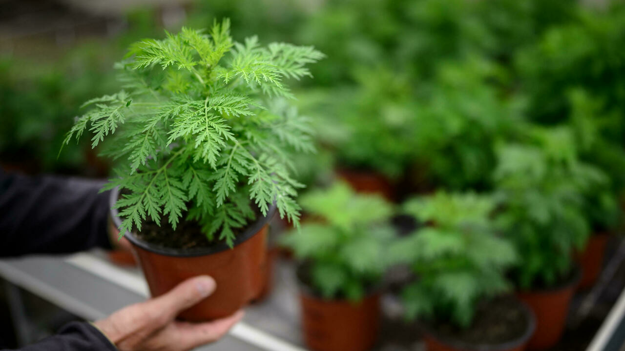 โกฐจุฬาลัมพา สามารถใช้เป็นยาต้าน COVID-19 ได้หรือไม่?