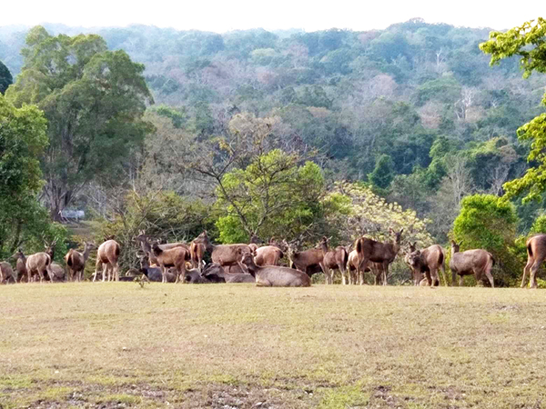 10 ที่เที่ยวชัยภูมิ 2565 ตะลุยธรรมชาติ ชมทุ่งดอกกระเจียว