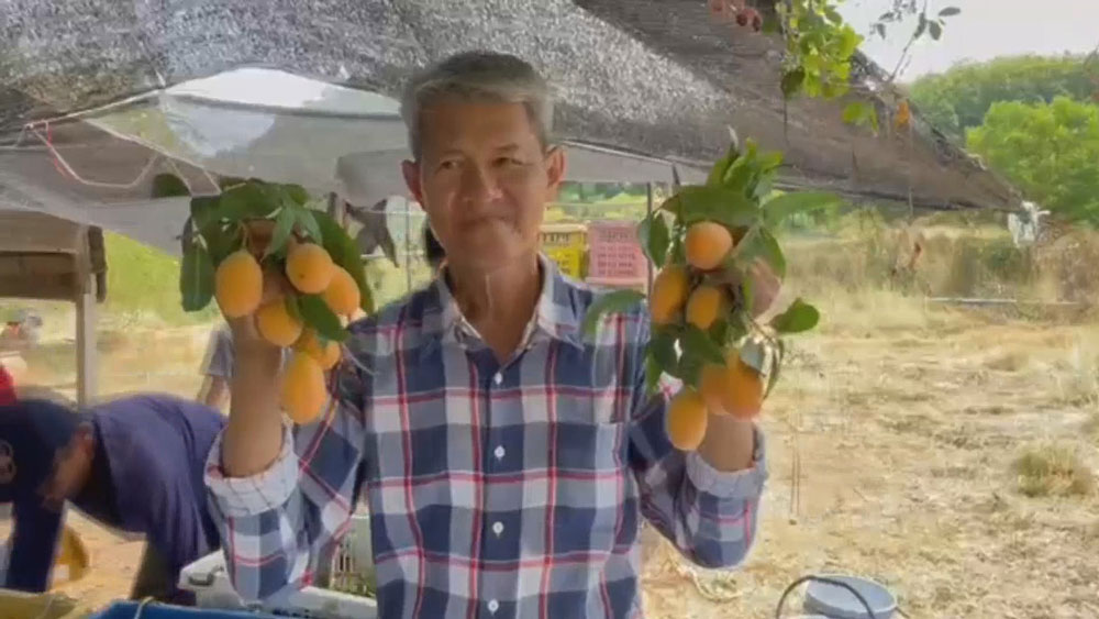 มะยงชิดพิจิตร ใหญ่ หวาน กรอบ ของดีเมืองไทย ขายดีจนหมดเกลี้ยง