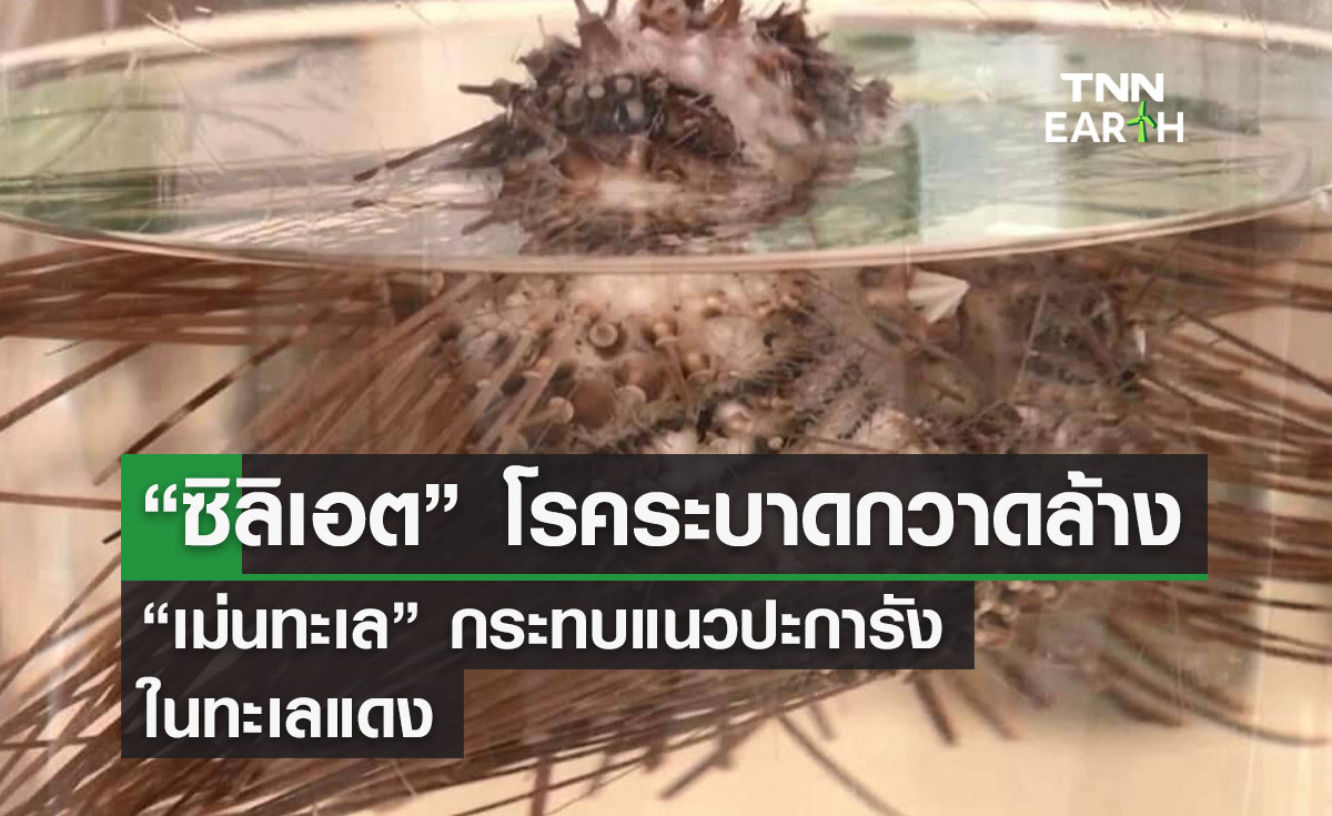 “ซิลิเอต” โรคระบาดกวาดล้าง  “เม่นทะเล” กระทบแนวปะการัง  ในทะเลแดง