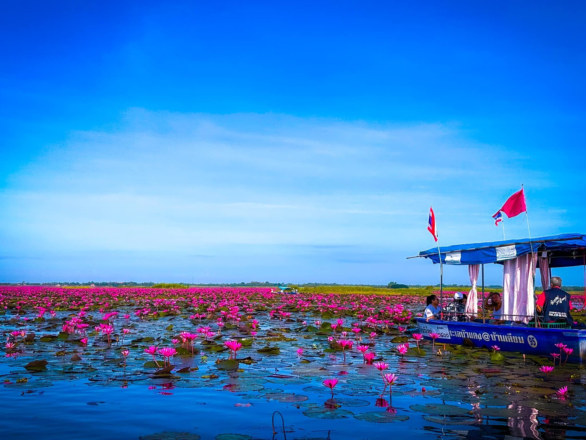 ฤดูหนาว “ทะเลบัวแดง” อุดรธานี บานสะพรั่งทั่วบึงบนพื้นที่กว่าหมื่นไร่ ฤดูหนาว “ทะเลบัวแดง” อุดรธานี บานสะพรั่งทั่วบึงบนพื้นที่กว่าหมื่นไร่
