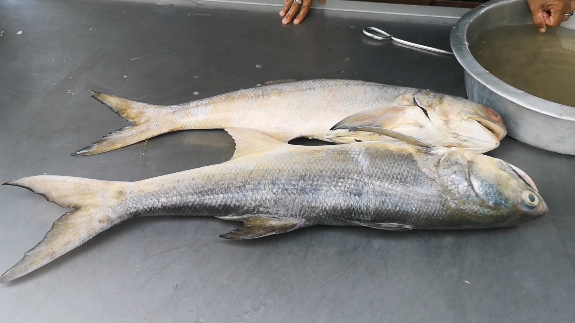 Soft Power กระแส ปลากุเลา แรงต่อเนื่อง ยอดขายพุ่งกว่าร้อยละ 30