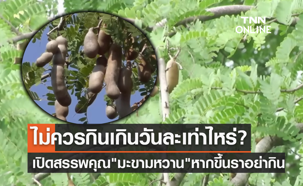 "มะขามหวาน" มีวิตามินซีสูง กรมอนามัยแนะไม่ควรกินเกินวันละเท่าไหร่?