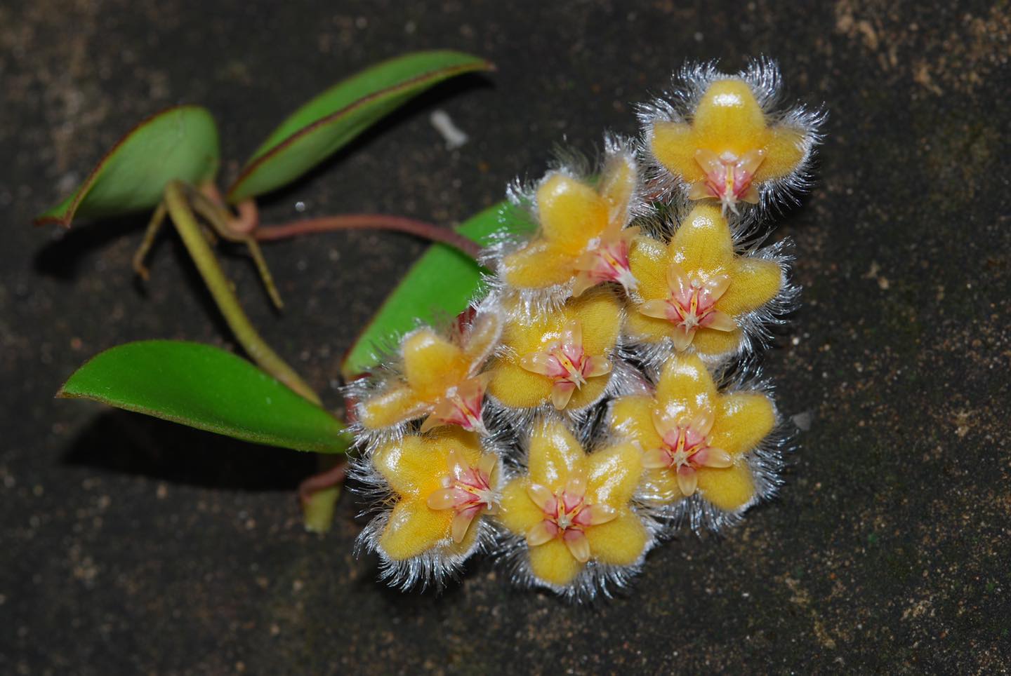 เปิดภาพ โฮย่าสอยดาว พรรณไม้หายากจากป่าตะวันออก เปิดภาพ โฮย่าสอยดาว พรรณไม้หายากจากป่าตะวันออก