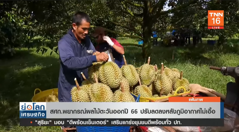 สศก.พยากรณ์ผลไม้ตะวันออกปี 66 ปรับลดลงหลังภูมิอากาศไม่เอื้อ สศก.พยากรณ์ผลไม้ตะวันออกปี 66 ปรับลดลงหลังภูมิอากาศไม่เอื้อ