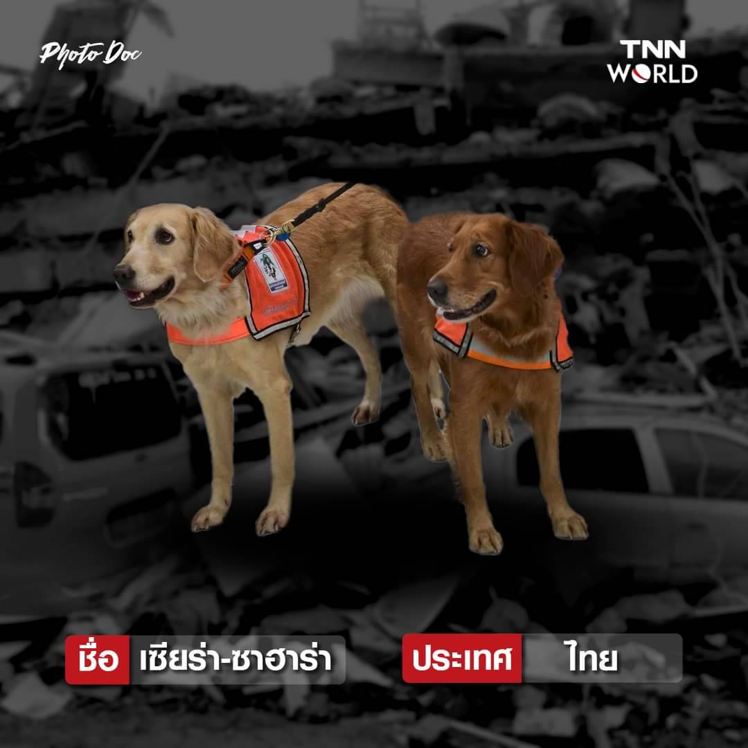รวมสุนัขกู้ภัย ทั่วโลก ค้นหาผู้รอดชีวิตแผ่นดินไหวตุรกี-ซีเรีย