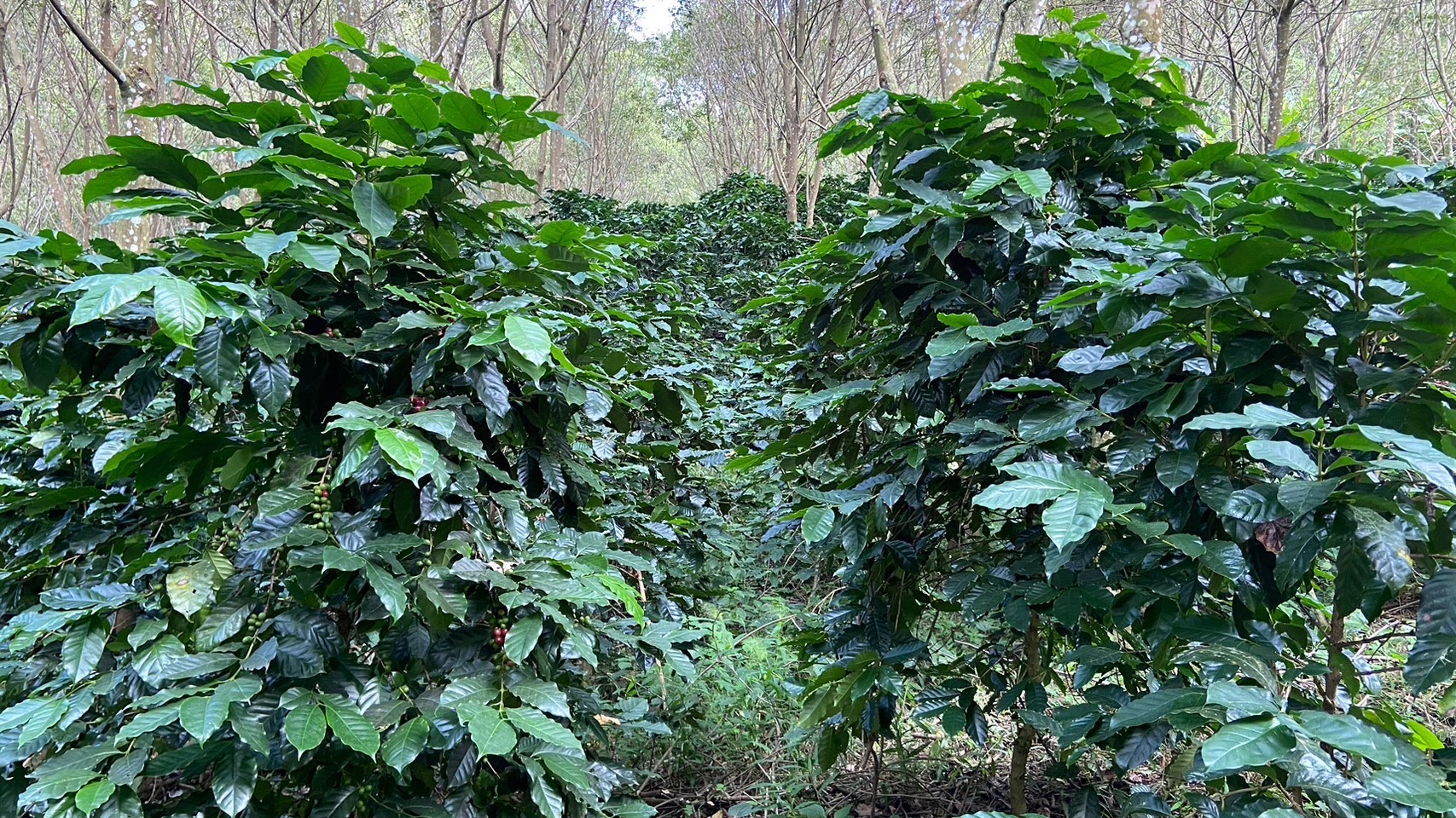 เครือซีพี หนุน “วิสาหกิจชุมชนผู้ปลูกกาแฟบ้านกองกาย” ต้นแบบกาแฟสร้างป่าในพื้นที่ อ.แม่แจ่ม จ.เชียงใหม่ เครือซีพี หนุน “วิสาหกิจชุมชนผู้ปลูกกาแฟบ้านกองกาย” ต้นแบบกาแฟสร้างป่าในพื้นที่ อ.แม่แจ่ม จ.เชียงใหม่