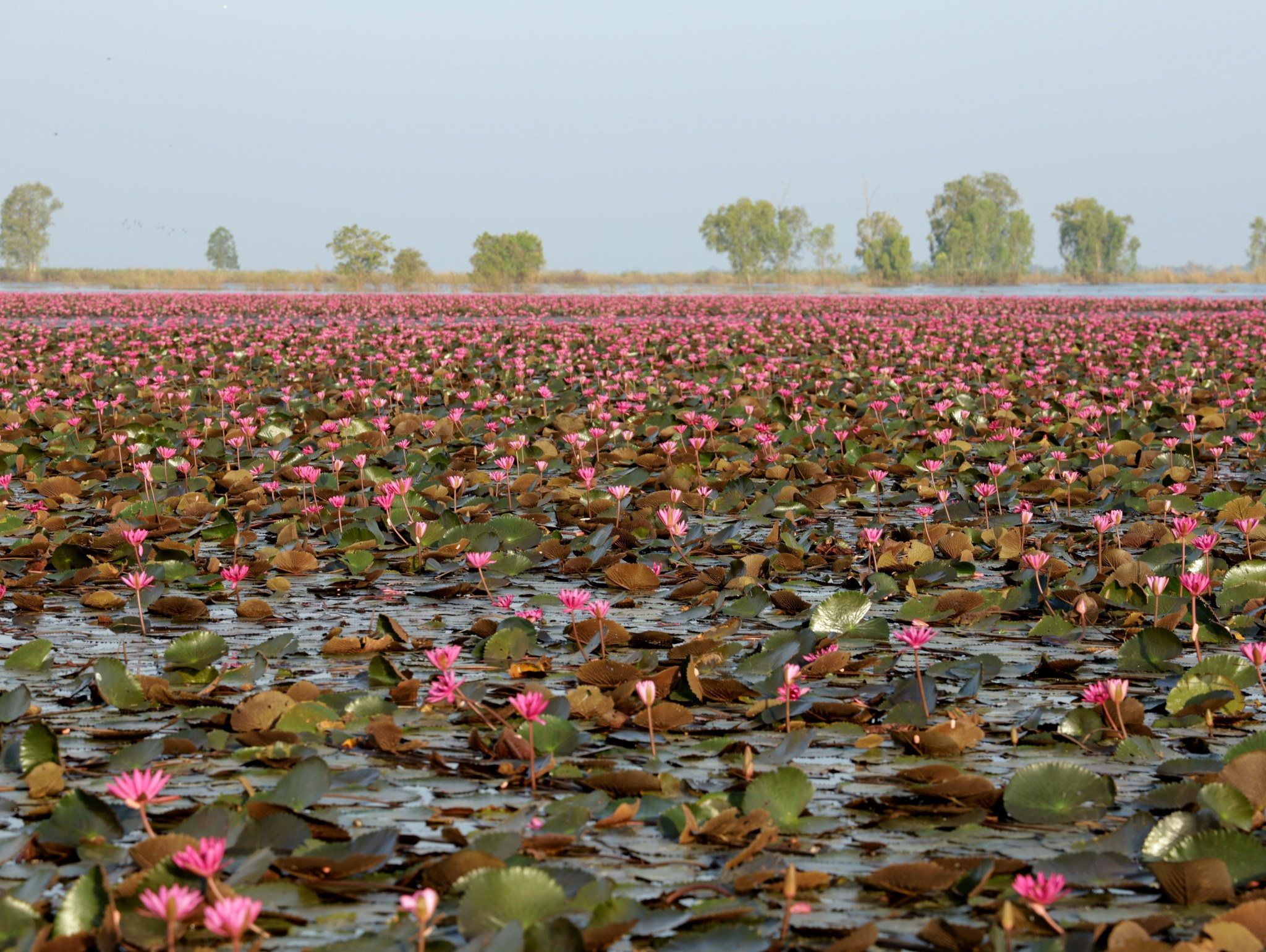 เที่ยวบึงบอระเพ็ด นครสวรรค์ชวนชม “ทุ่งบัวแดง” เริ่มบาน พร้อมรับนักท่องเที่ยว