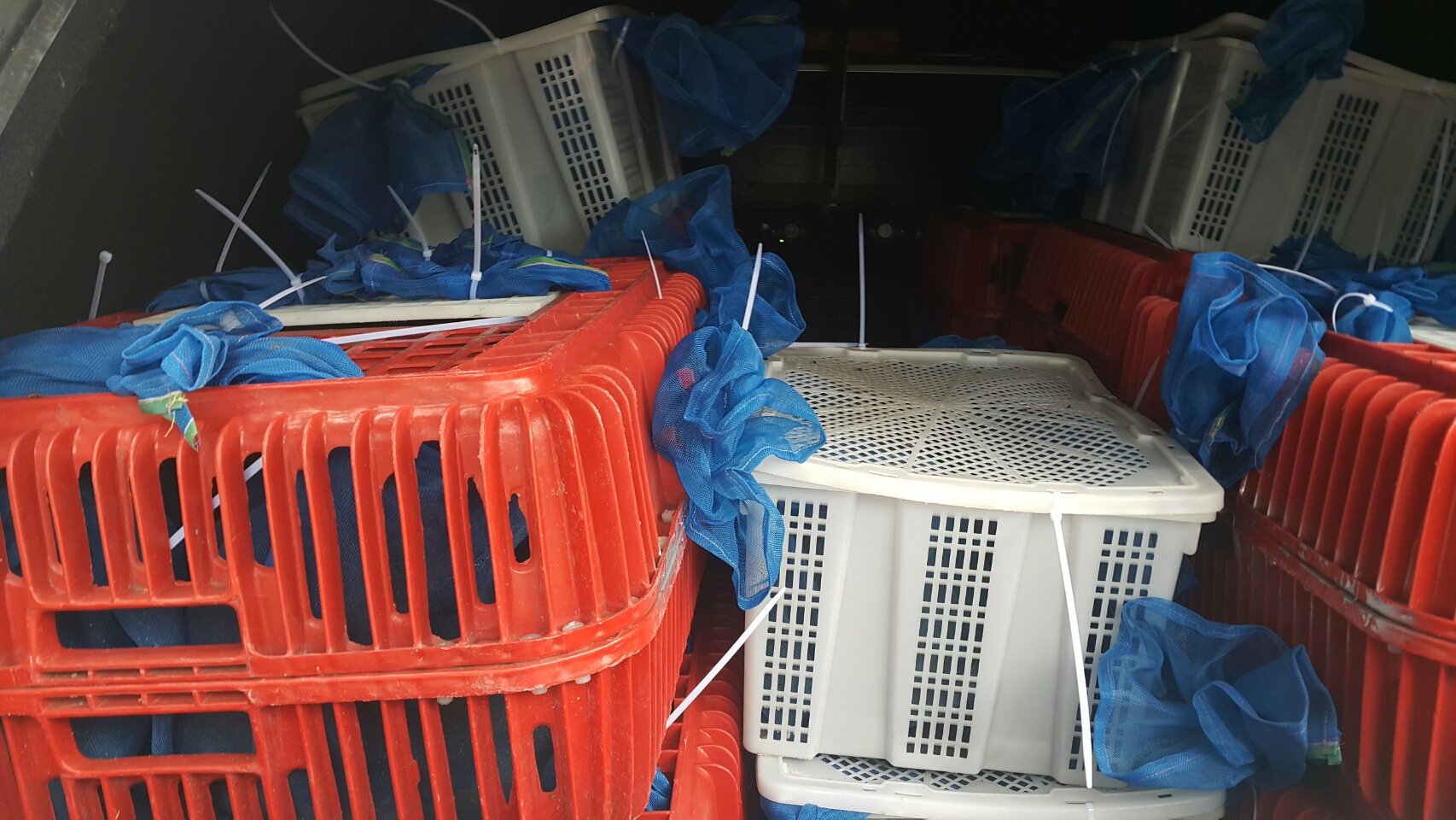 จับขบวนการค้าลิงป่าข้ามชาติ-ส่งขายเมนูเปิบพิสดาร จับขบวนการค้าลิงป่าข้ามชาติ-ส่งขายเมนูเปิบพิสดาร