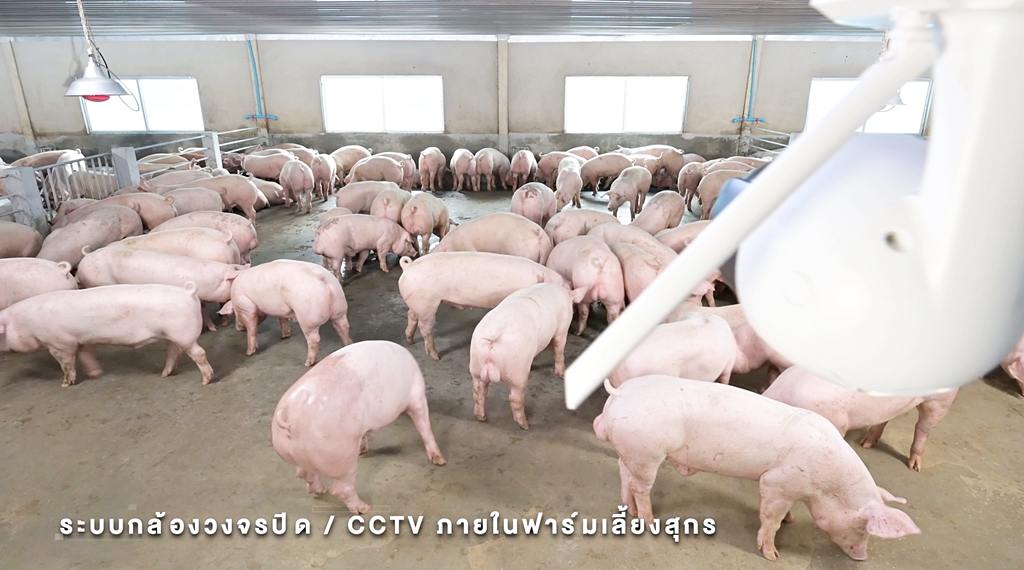 ซีพีเอฟ ถ่ายทอดระบบ “ฟาร์มอัจฉริยะ ดันเกษตรกรคอนแทรคฟาร์มมิ่ง ซีพีเอฟ ถ่ายทอดระบบ “ฟาร์มอัจฉริยะ ดันเกษตรกรคอนแทรคฟาร์มมิ่ง