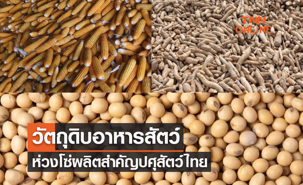 วัตถุดิบอาหารสัตว์ ห่วงโซ่ผลิตสำคัญปศุสัตว์ไทย