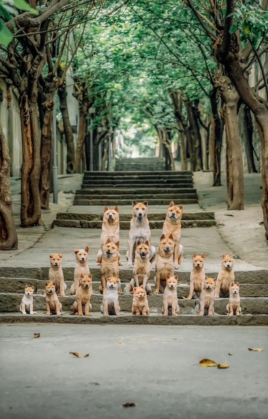 หนัง “Hachiko” เวอร์ชั่นจีน  สนับสนุนให้รับเลี้ยงสุนัขจรจัด 