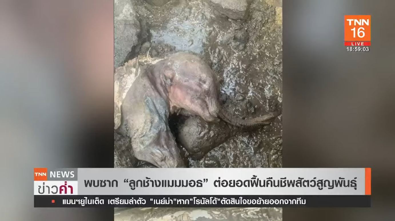 พบซากลูกช้างแมมมอธขนยาว ต่อยอดฟื้นคืนชีพสัตว์สูญพันธุ์