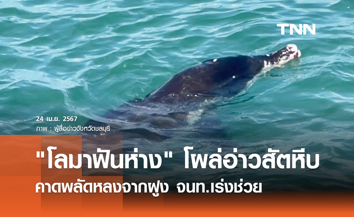 พบ "โลมาฟันห่าง" ในอ่าวสัตหีบ คาดพลัดหลงจากฝูง จนท.เร่งช่วยเหลือ
