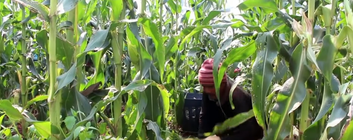 เตรียมเจรจาจีน คาซัคสถาน เดินหน้าแก้ไขปัญหาปุ๋ยแพง! เตรียมเจรจาจีน คาซัคสถาน เดินหน้าแก้ไขปัญหาปุ๋ยแพง!