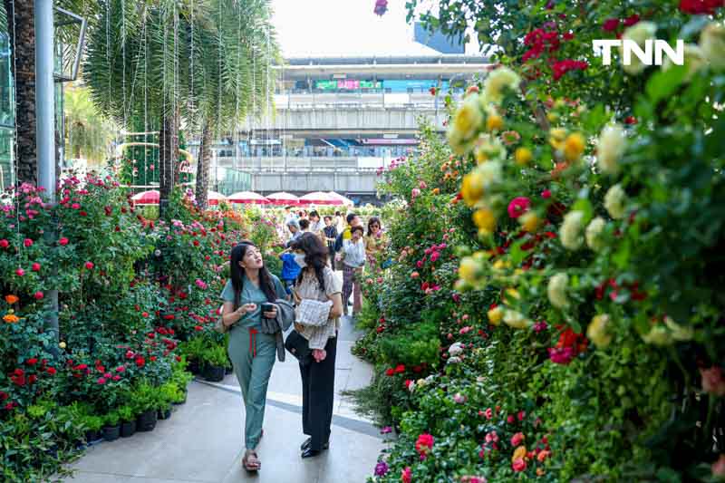 ยลโฉมกุหลาบ 260 สายพันธุ์ เนรมิตสวนกุหลาบใจกลางกรุงเทพ ยลโฉมกุหลาบ 260 สายพันธุ์ เนรมิตสวนกุหลาบใจกลางกรุงเทพ