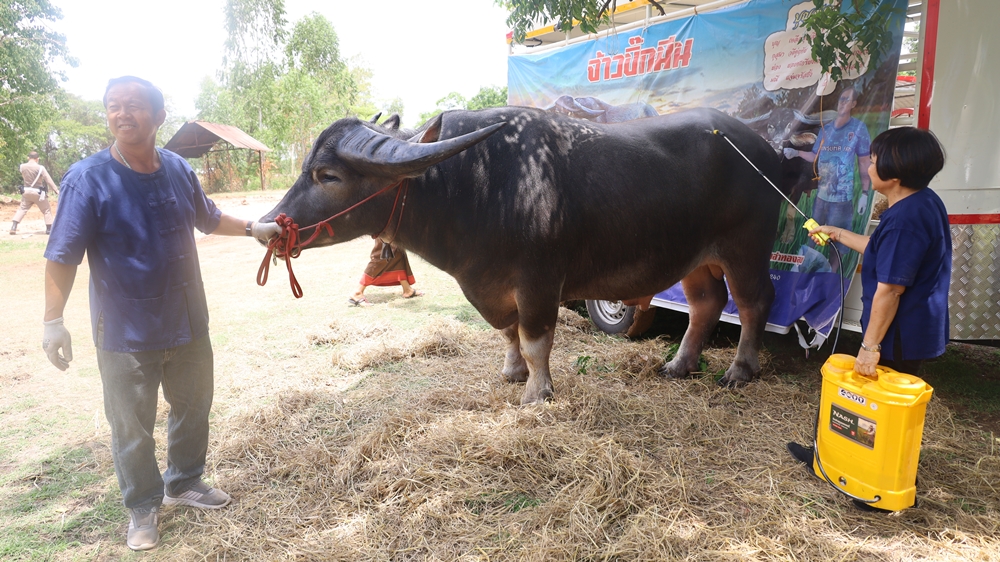 ยลโฉม ควายงาม ค่าตัว 10 ล้านบาท เจ้าของลั่นมีคนให้ราคามากกว่านี้ก็ไม่ขาย!