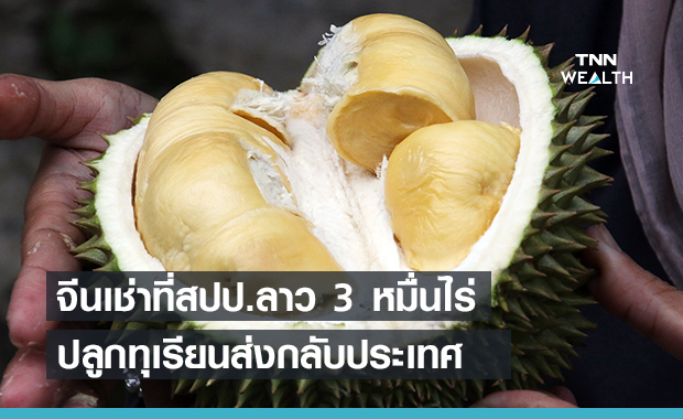 จีนเตรียมปลูกทุเรียนในลาว 30,000 ไร่ ส่งกลับประเทศ