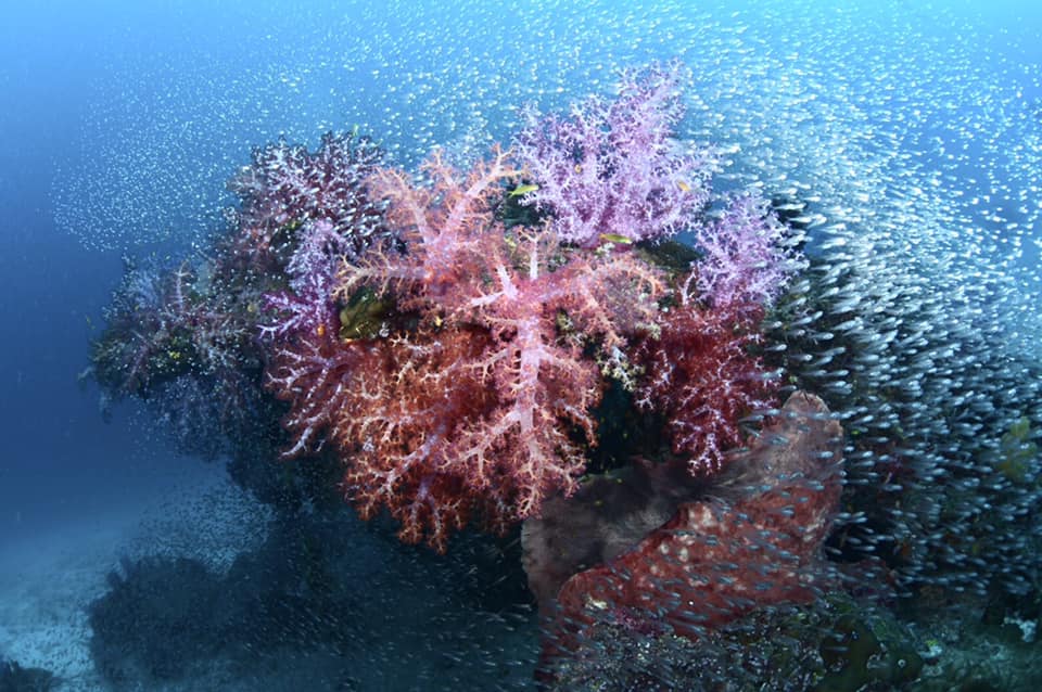 เปิดโลกใต้ทะเลชม ปะการัง สุดยอดความสวยงามติดอันดับโลก ที่ “หมู่เกาะสิมิลัน” จ.พังงา เปิดโลกใต้ทะเลชม ปะการัง สุดยอดความสวยงามติดอันดับโลก ที่ “หมู่เกาะสิมิลัน” จ.พังงา