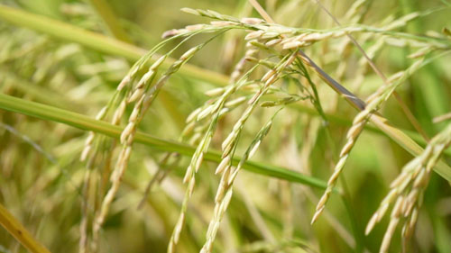 ส่องราคายางพาราไทย ปิดตำนาน “3 โล 100 “ ? ส่องราคายางพาราไทย ปิดตำนาน “3 โล 100 “ ?