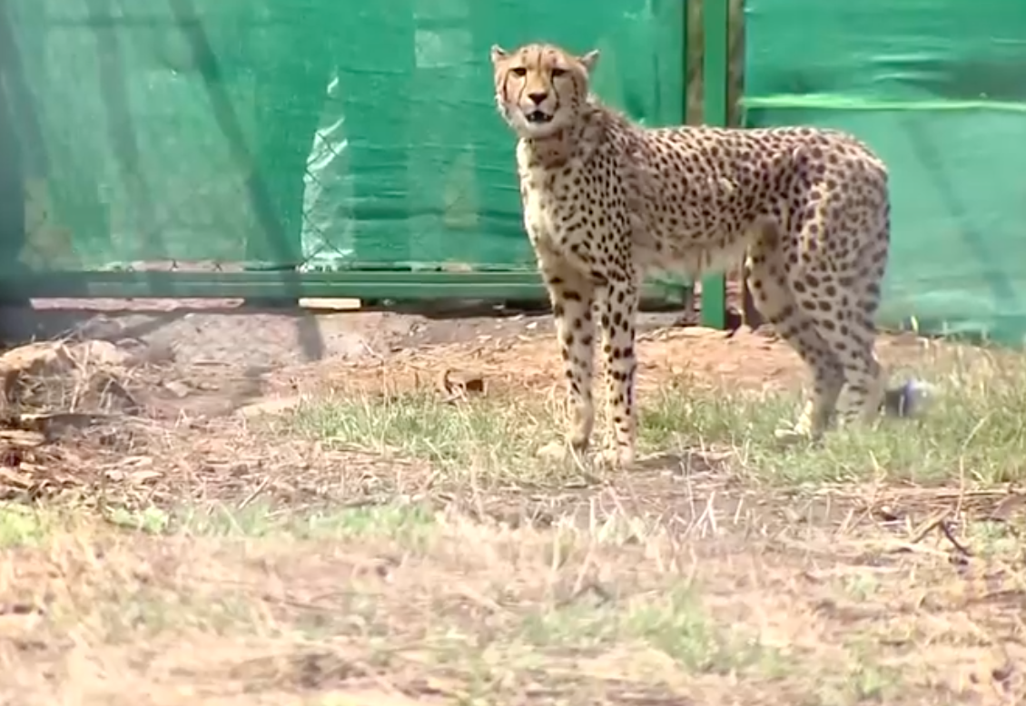 เสือชีตาห์คืนสู่อินเดียหลังสูญพันธุ์ไปนานถึง 70 ปี   