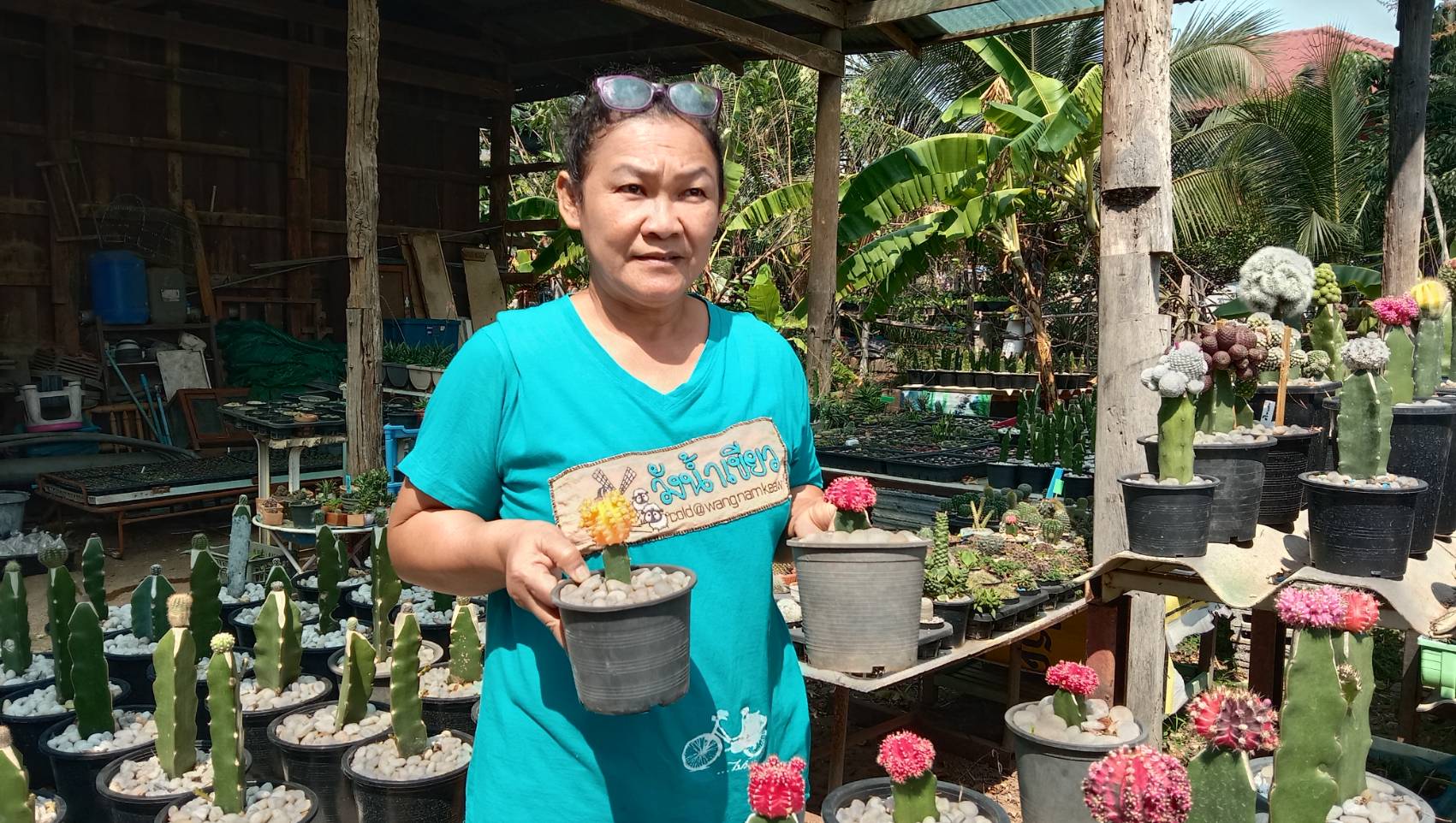 ปลูก กระบองเพชร สร้างรายได้นับหมื่น สาวโคราชเผยเคล็ดลับเลี้ยงแคคตัสให้สวย ปลูก กระบองเพชร สร้างรายได้นับหมื่น สาวโคราชเผยเคล็ดลับเลี้ยงแคคตัสให้สวย