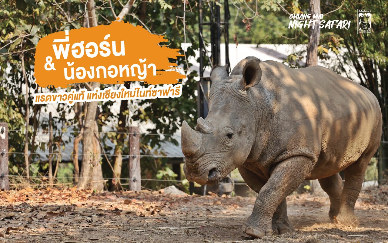 22 ก.ย.พรุ่งนี้ “วันแรดโลก” สวนสัตว์เชียงใหม่ชวนปลุกจิตสำนึกร่วมอนุรักษ์ 22 ก.ย.พรุ่งนี้ “วันแรดโลก” สวนสัตว์เชียงใหม่ชวนปลุกจิตสำนึกร่วมอนุรักษ์