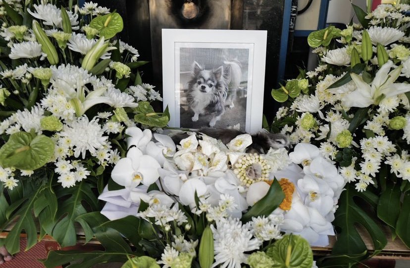 หนิง ปณิตา เศร้าเสียน้องหมาสุดรักด้วยโรคสู้มะเร็ง-หัวใจ