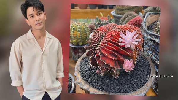 “กัน นภัทร” ขยายพันธุ์ แคคตัส สร้างรายได้ มีแพลนเปิดเป็นคาเฟ่ (มีคลิป) “กัน นภัทร” ขยายพันธุ์ แคคตัส สร้างรายได้ มีแพลนเปิดเป็นคาเฟ่ (มีคลิป)