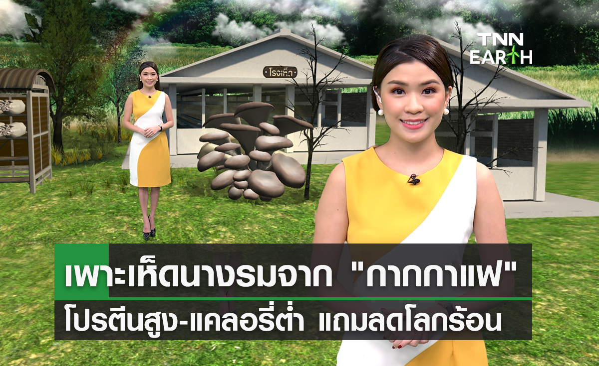 เพาะเห็ดนางรมจาก "กากกาแฟ" โปรตีนสูง-แคลอรี่ต่ำ แถมลดโลกร้อน