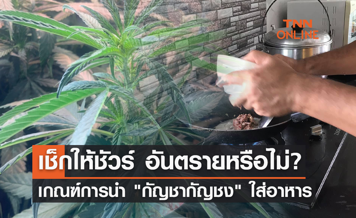 เช็กให้ชัวร์ อันตรายหรือไม่?  เปิดเกณฑ์การนำ "กัญชา กัญชง" ใช้ในการปรุงอาหาร 