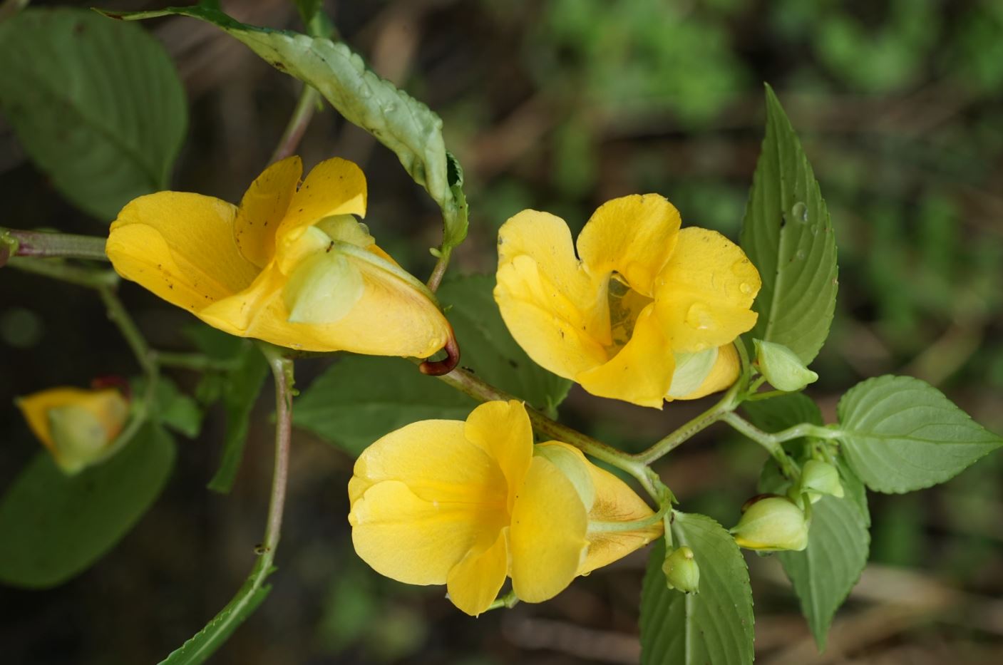 นักพฤษศาสตร์ไทย ค้นพบพืชสกุลเทียนกว่า 20 ชนิด และ 1 สายพันธุ์ใหม่ล่าสุดของโลก