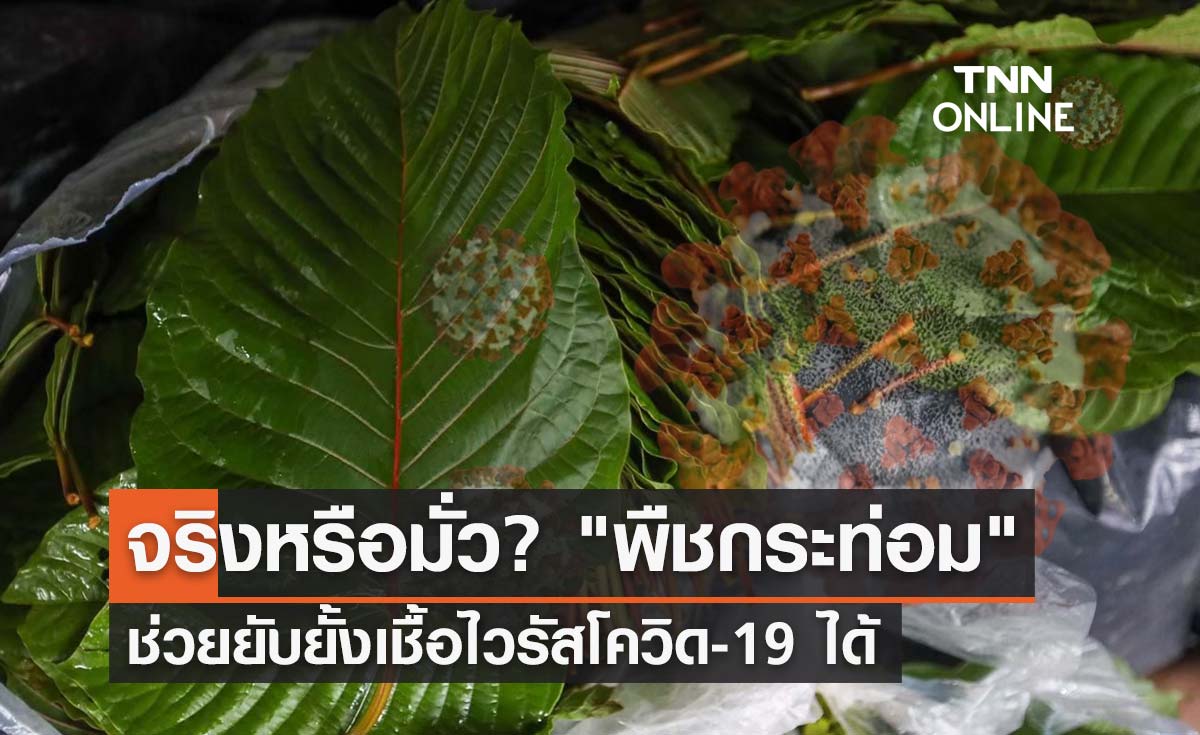 จริงหรือ? "พืชกระท่อม" ช่วยยับยั้งเชื้อไวรัสโควิด-19 ได้