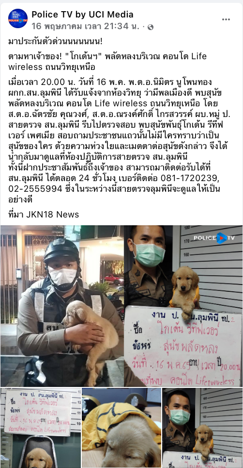 น้องโกลเด้นพลัดหลงเจอเจ้าของแล้ว เป็นหนุ่มจีนตั้งชื่อใหม่ “นาตาชา โรมานอฟ” น้องโกลเด้นพลัดหลงเจอเจ้าของแล้ว เป็นหนุ่มจีนตั้งชื่อใหม่ “นาตาชา โรมานอฟ”