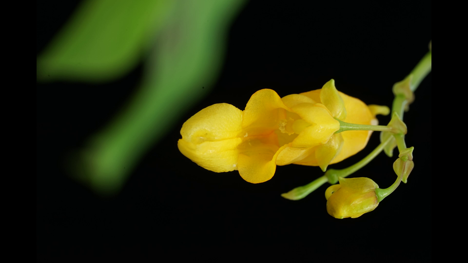 นักพฤกษศาสตร์ไทยพบ “พืชสกุลเทียน” 20 ชนิดและ 1 สายพันธุ์ใหม่ของโลก นักพฤกษศาสตร์ไทยพบ “พืชสกุลเทียน” 20 ชนิดและ 1 สายพันธุ์ใหม่ของโลก