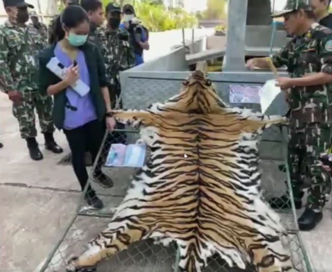 แจ้งข้อหา มุกดาสวนเสือฯ พบ 3 เสือโคร่ง DNA ไม่ตรงปก