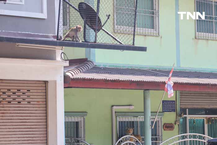 วางเสือให้ลิงกลัว ตัวช่วยแก้ปัญหาลิงรุกพื้นที่ชุมชน